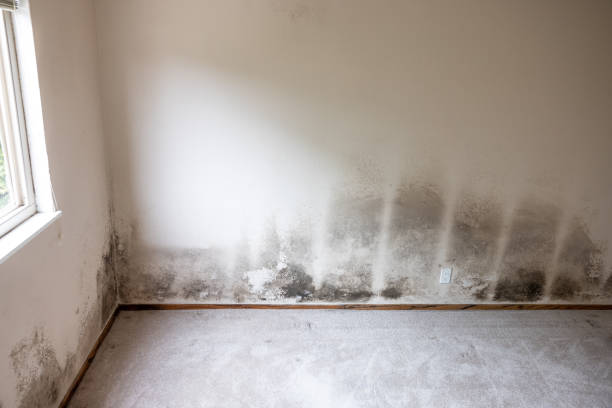 Best Emergency Mold Remediation  in Watsontown, PA